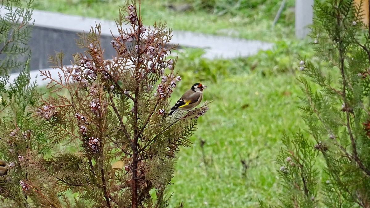 European Goldfinch - ML291169911