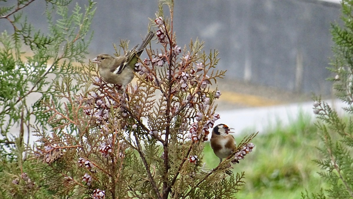 European Goldfinch - ML291169931