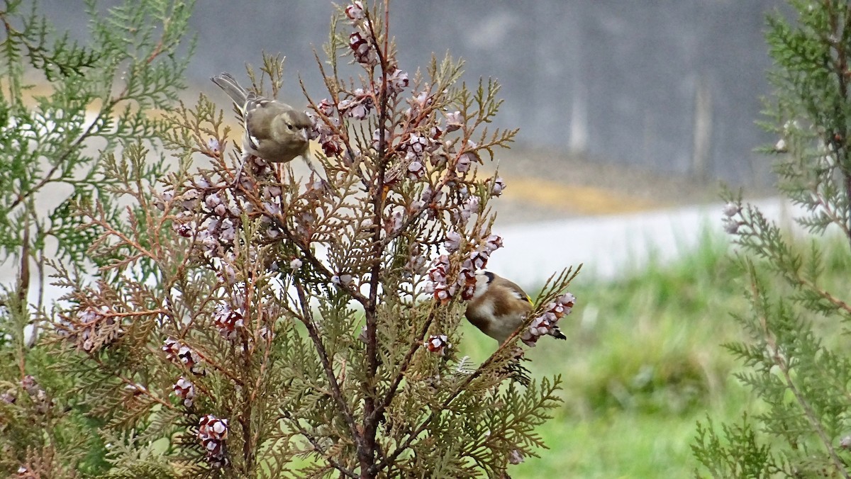 European Goldfinch - ML291169941