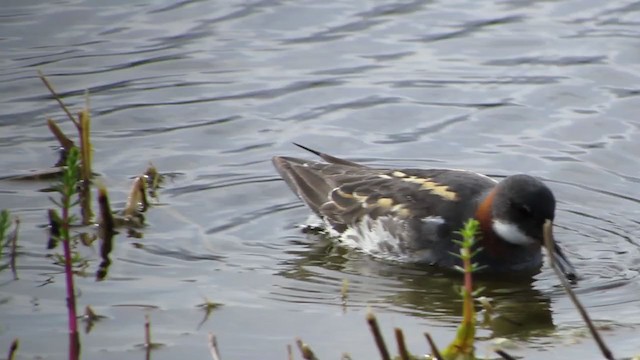 Red-necked Phalarope - ML291171681