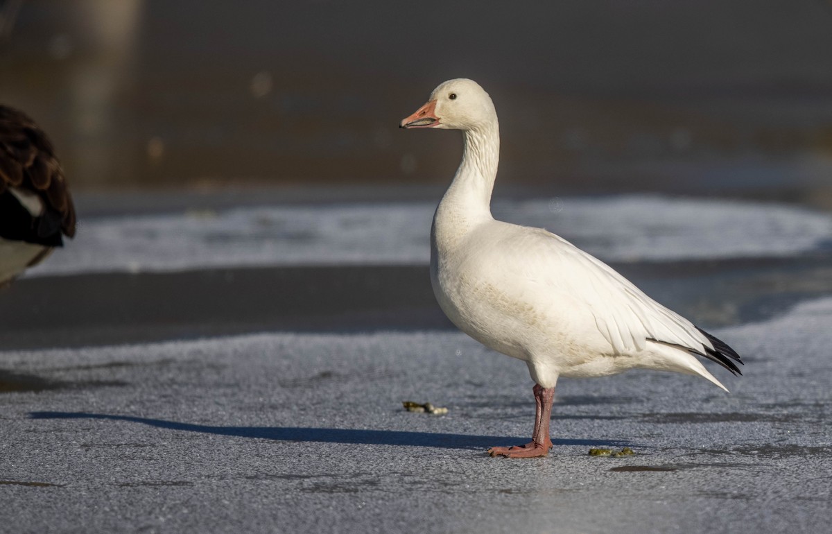 Snow Goose - Jeff Timmons