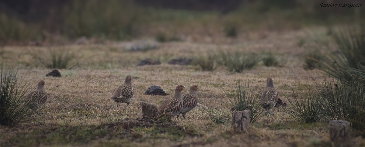 Gray Partridge - ML291176681