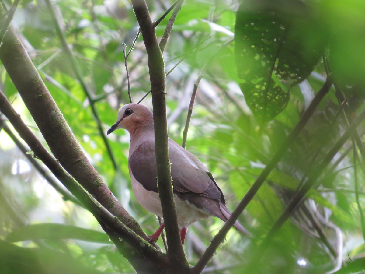 Gray-fronted Dove - ML291177841