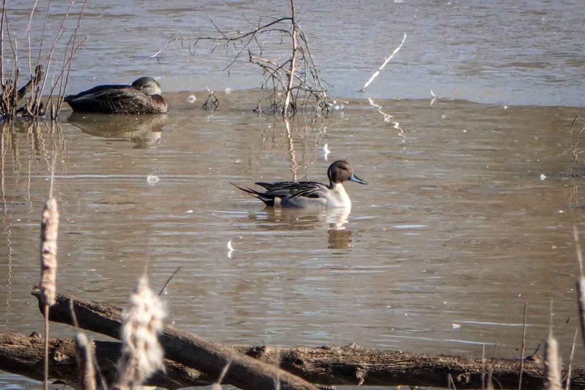 Northern Pintail - ML291178931