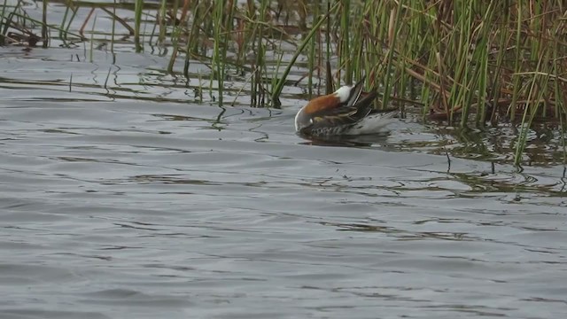 Red-necked Phalarope - ML291180381