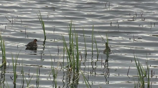 Red-necked Phalarope - ML291180591