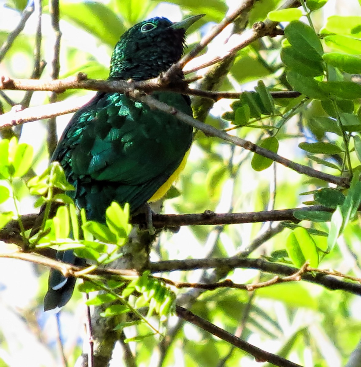 African Emerald Cuckoo - Joelle Buffa Clyde Morris