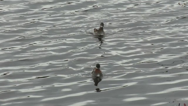 Red-necked Phalarope - ML291180621