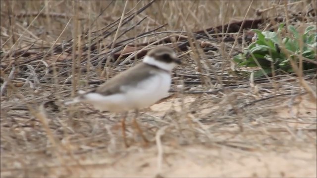 Common Ringed Plover - ML291181451