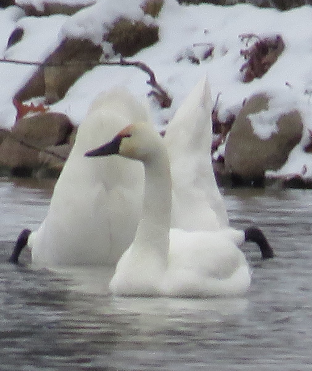 Tundra Swan - ML291183361