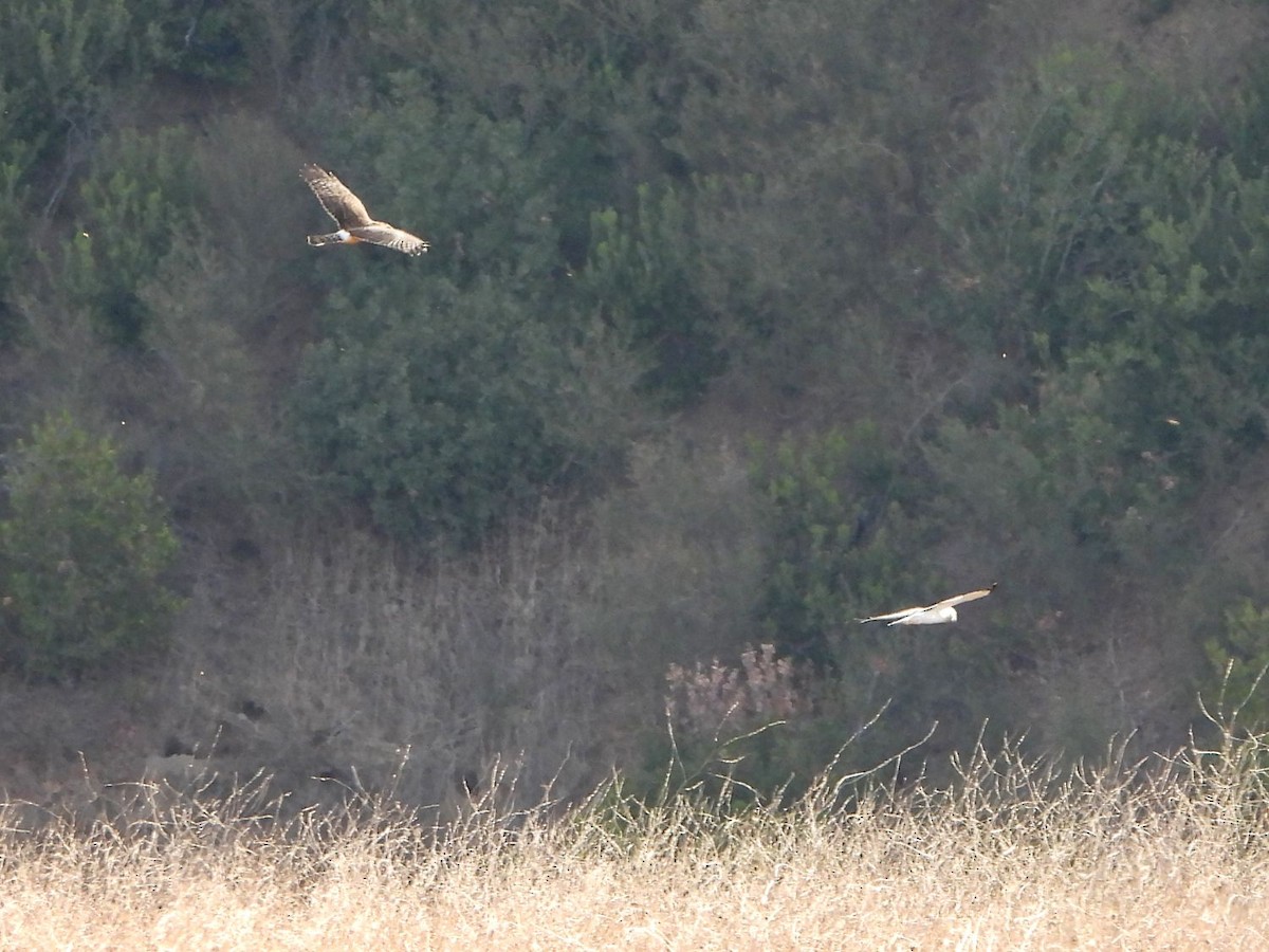 Northern Harrier - ML291183731