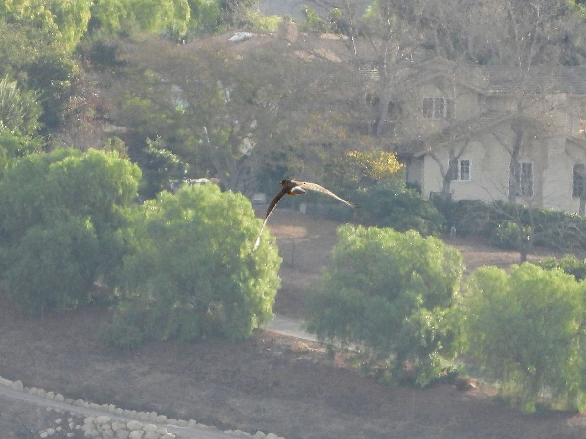 Northern Harrier - ML291183821