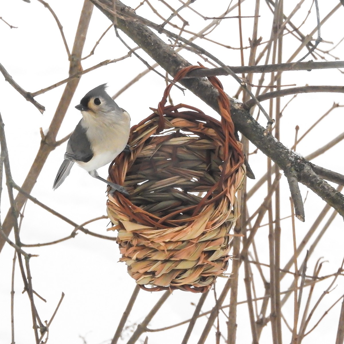 Tufted Titmouse - ML291184691