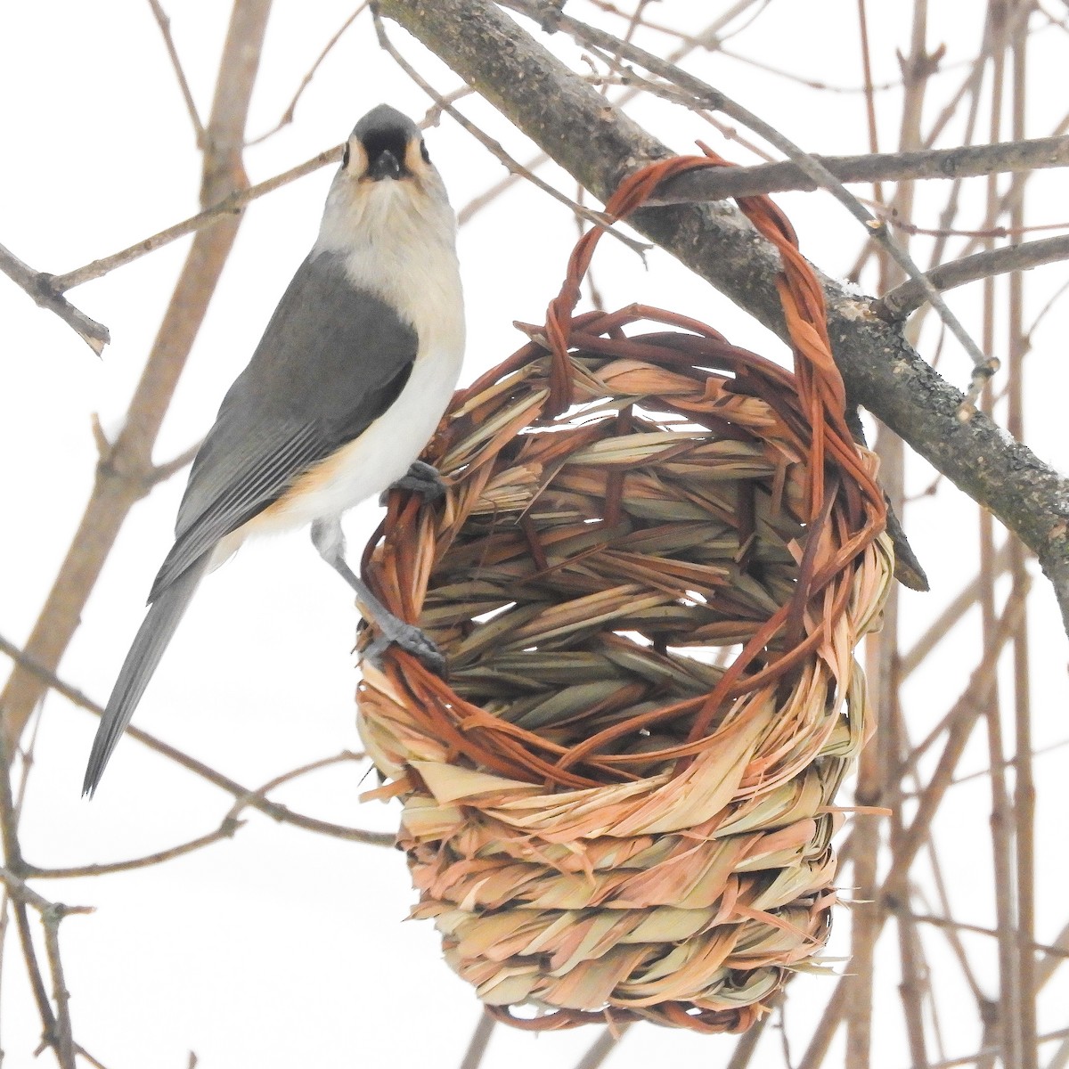 Tufted Titmouse - ML291184751