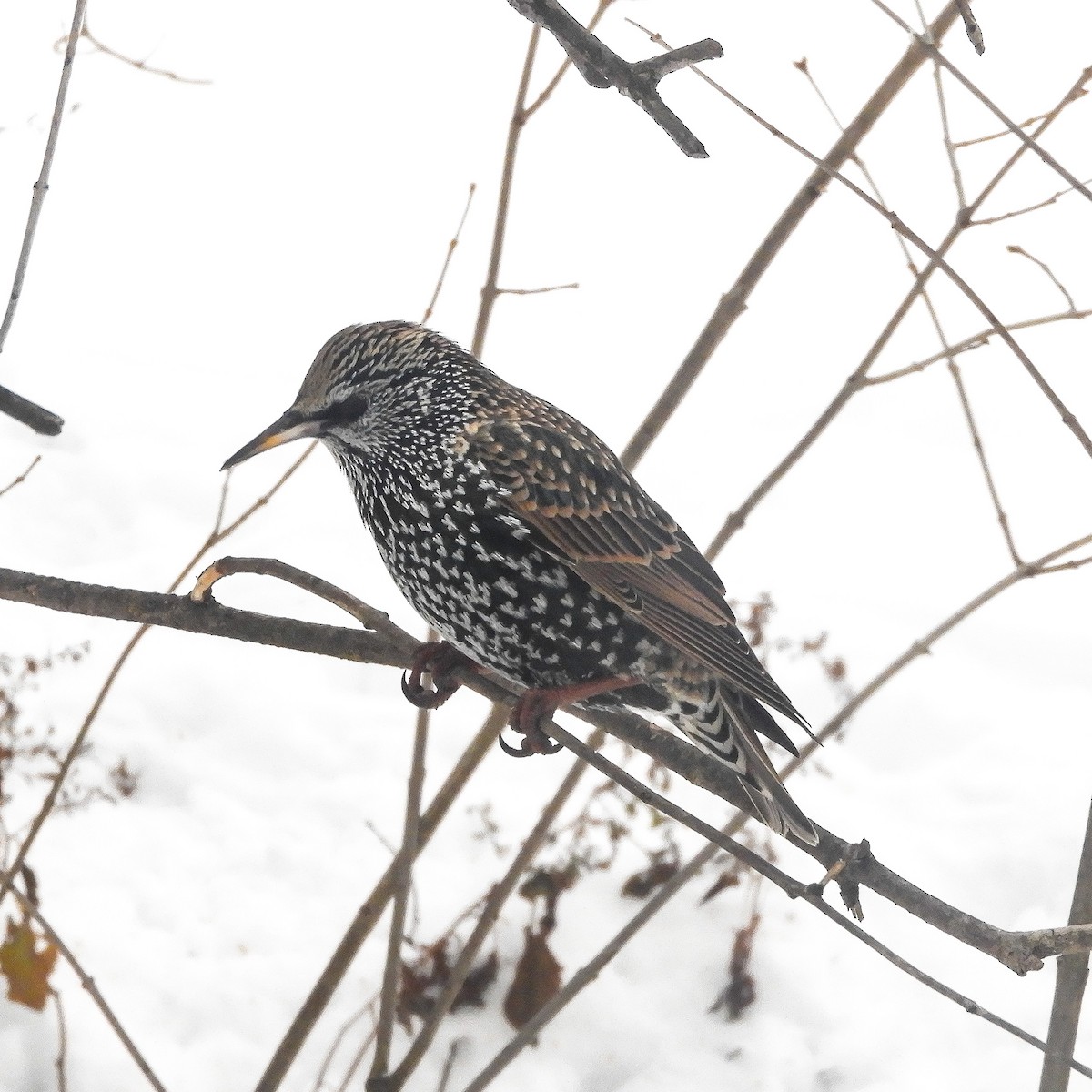 European Starling - ML291185091