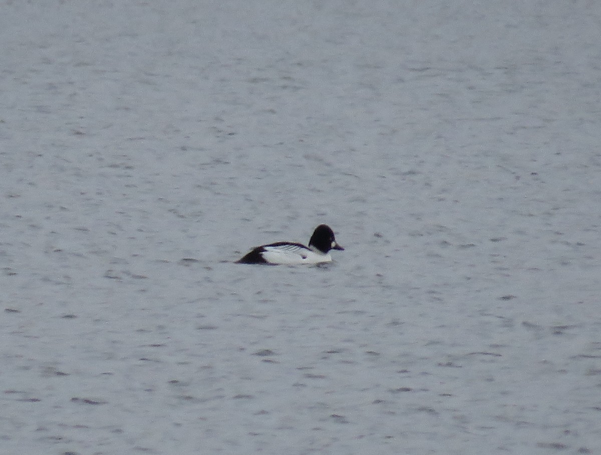 Common Goldeneye - ML291186991