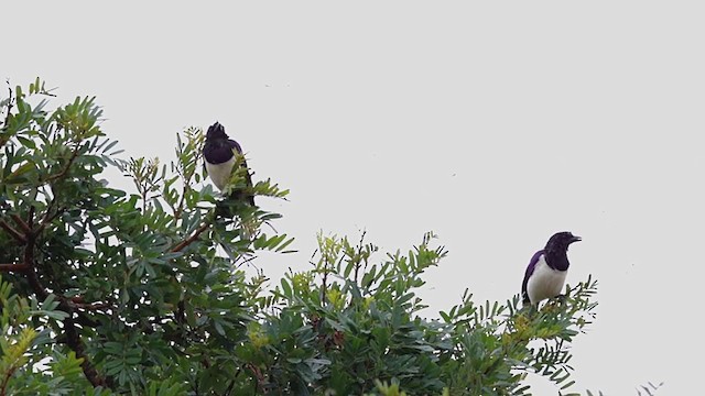 Curl-crested Jay - ML291187691