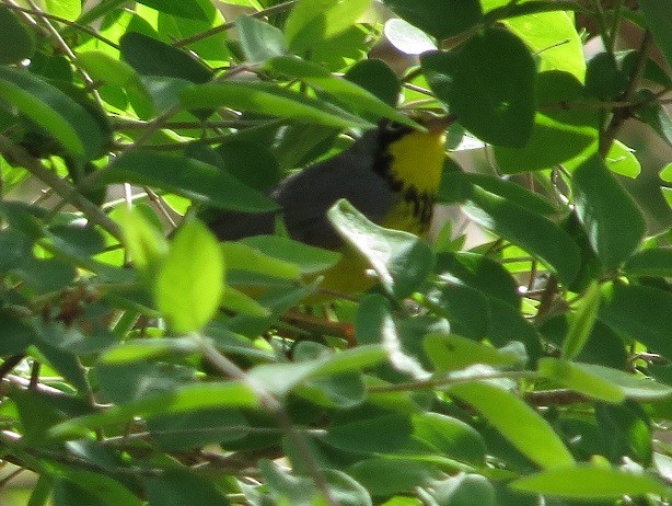 Canada Warbler - ML29118831