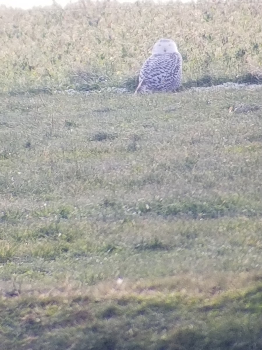 Snowy Owl - ML291189081