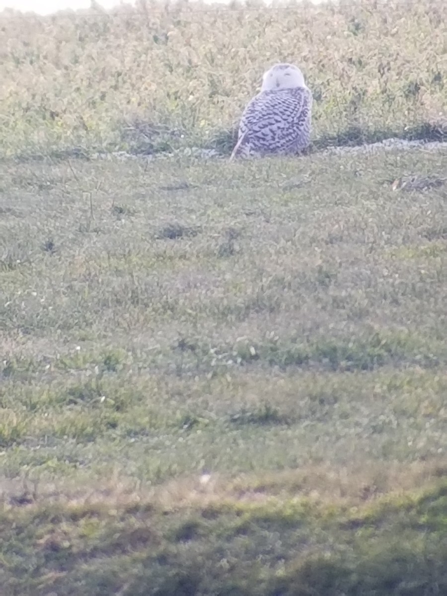 Snowy Owl - ML291189191