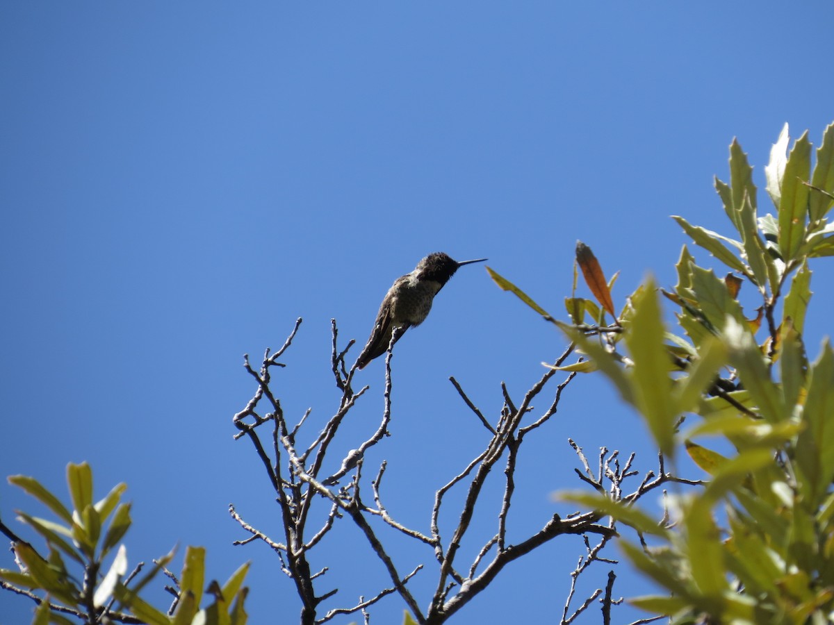 Anna's Hummingbird - ML291190721