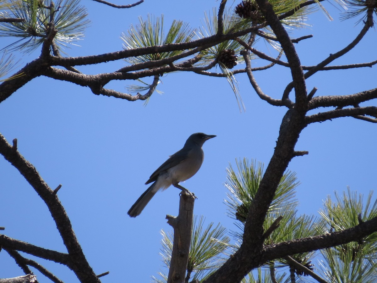 Mexican Jay (Arizona) - ML291190791