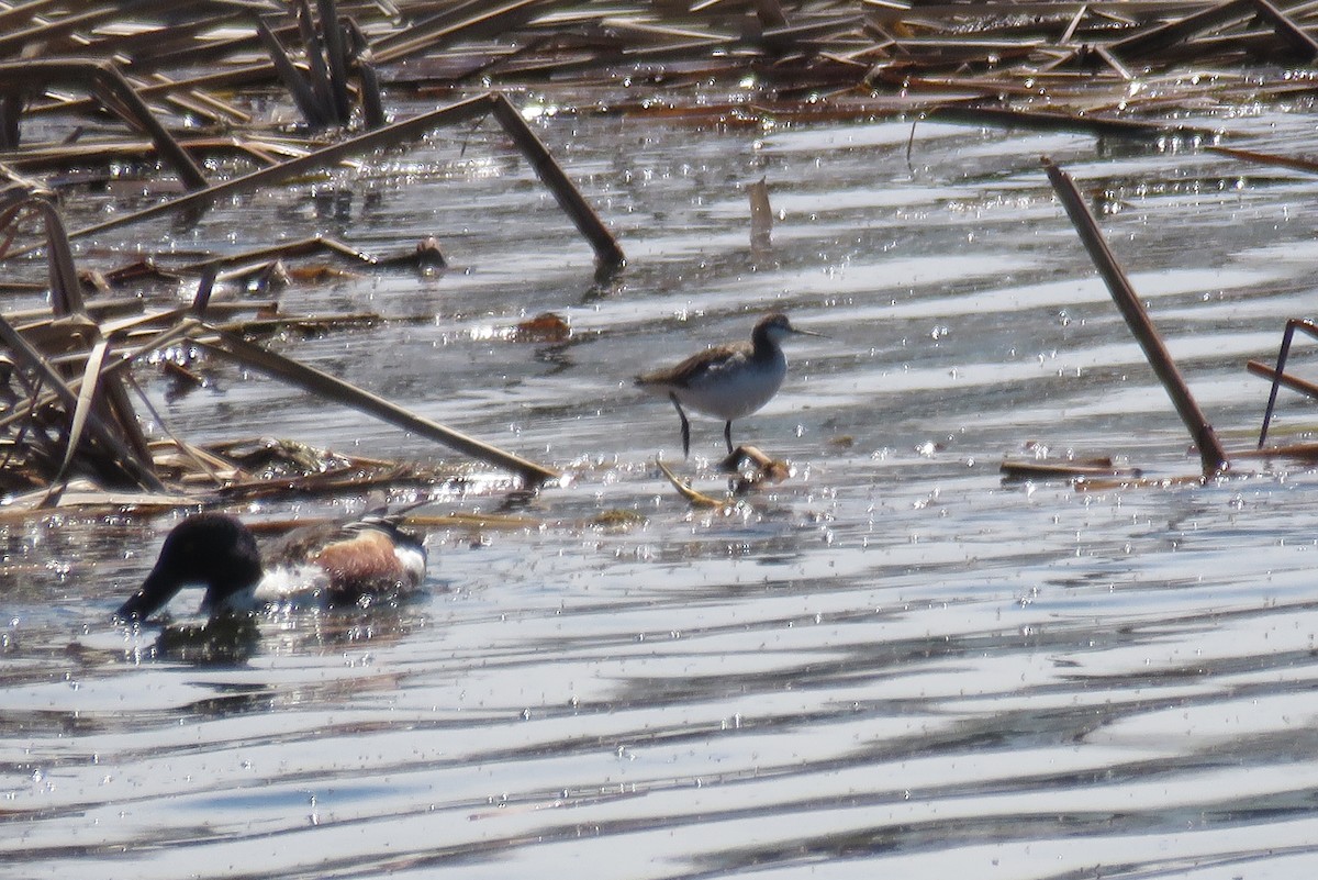 Wilson's Phalarope - ML29119291