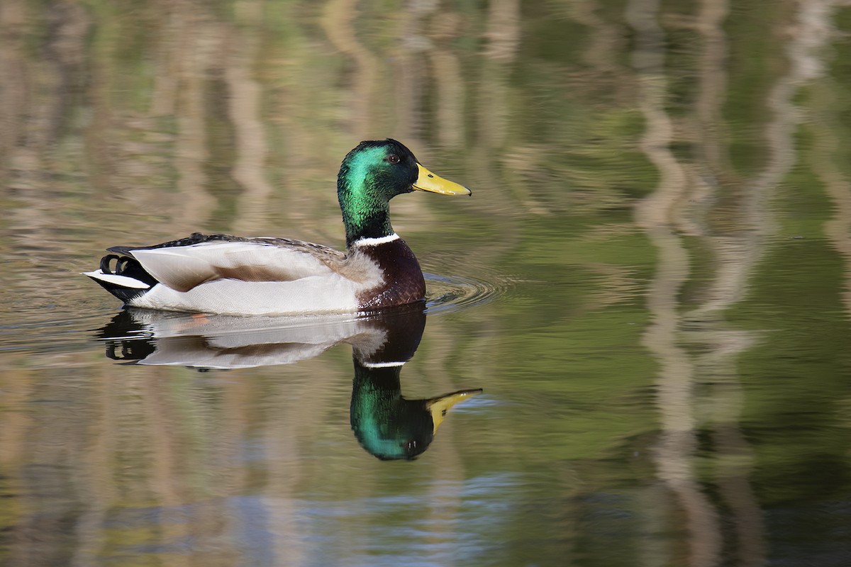 Mallard - ML291193081