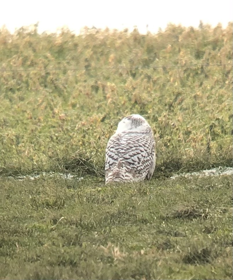 Snowy Owl - ML291193121