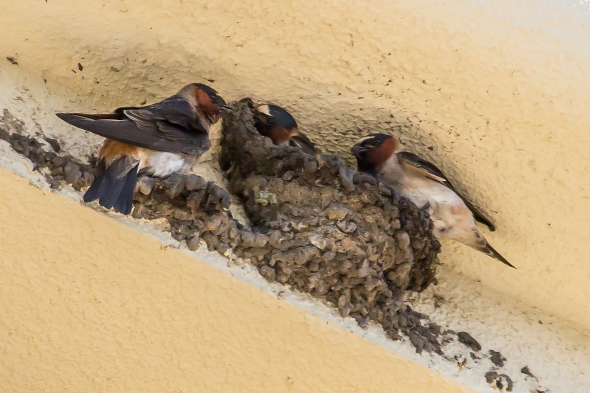 Cliff Swallow - Carole Rose