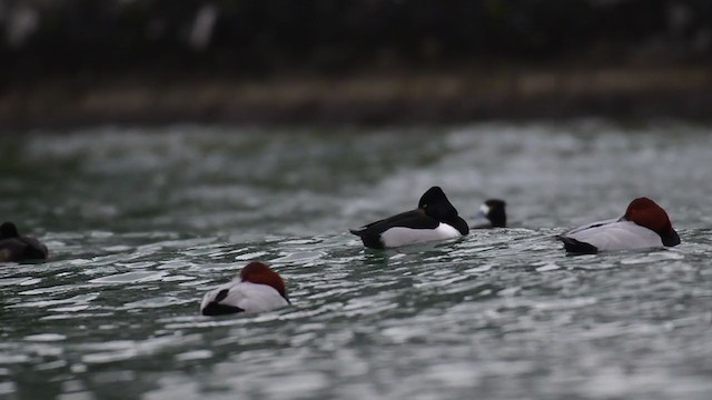 Ring-necked Duck - ML291203021