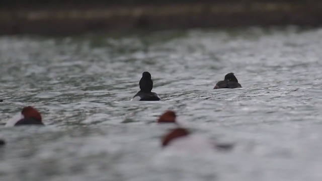 Ring-necked Duck - ML291203111