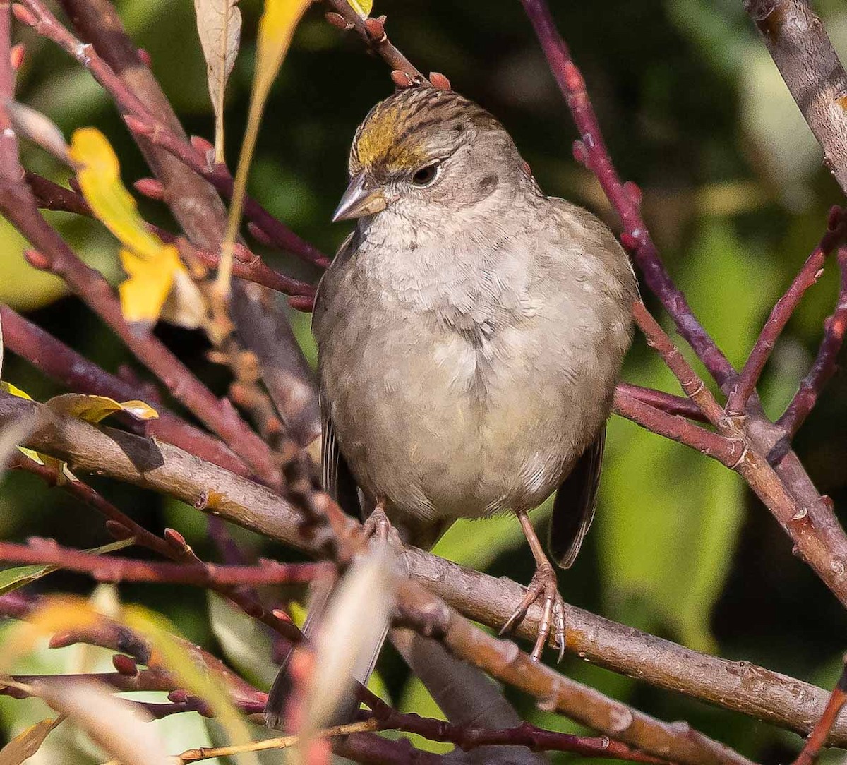 Golden-crowned Sparrow - Jeffrey Barnum