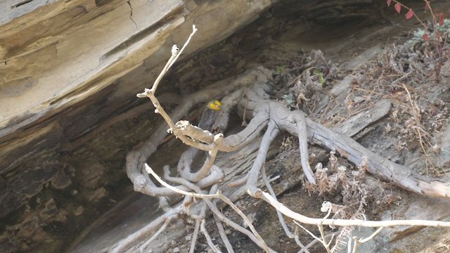 Yellow-rumped Honeyguide - ML291204181