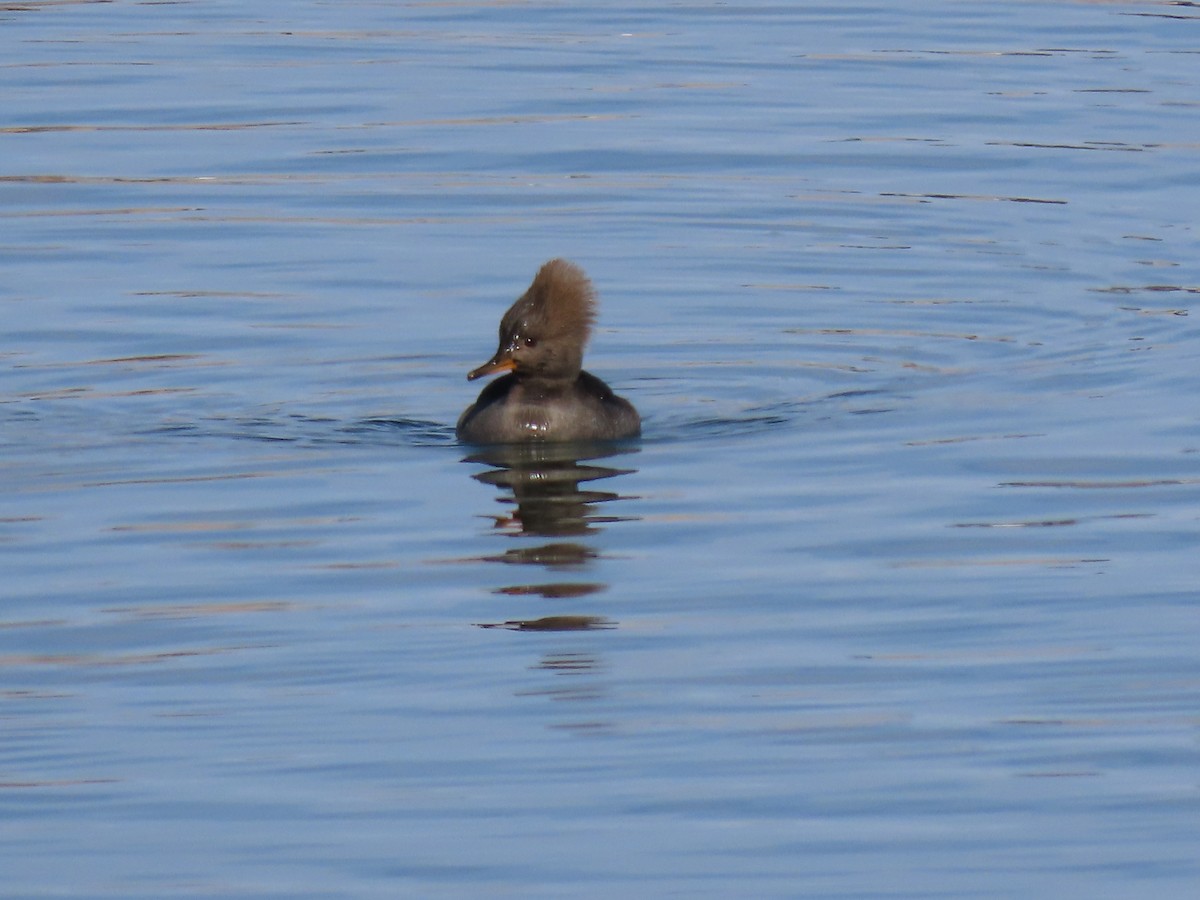 Hooded Merganser - ML291204561