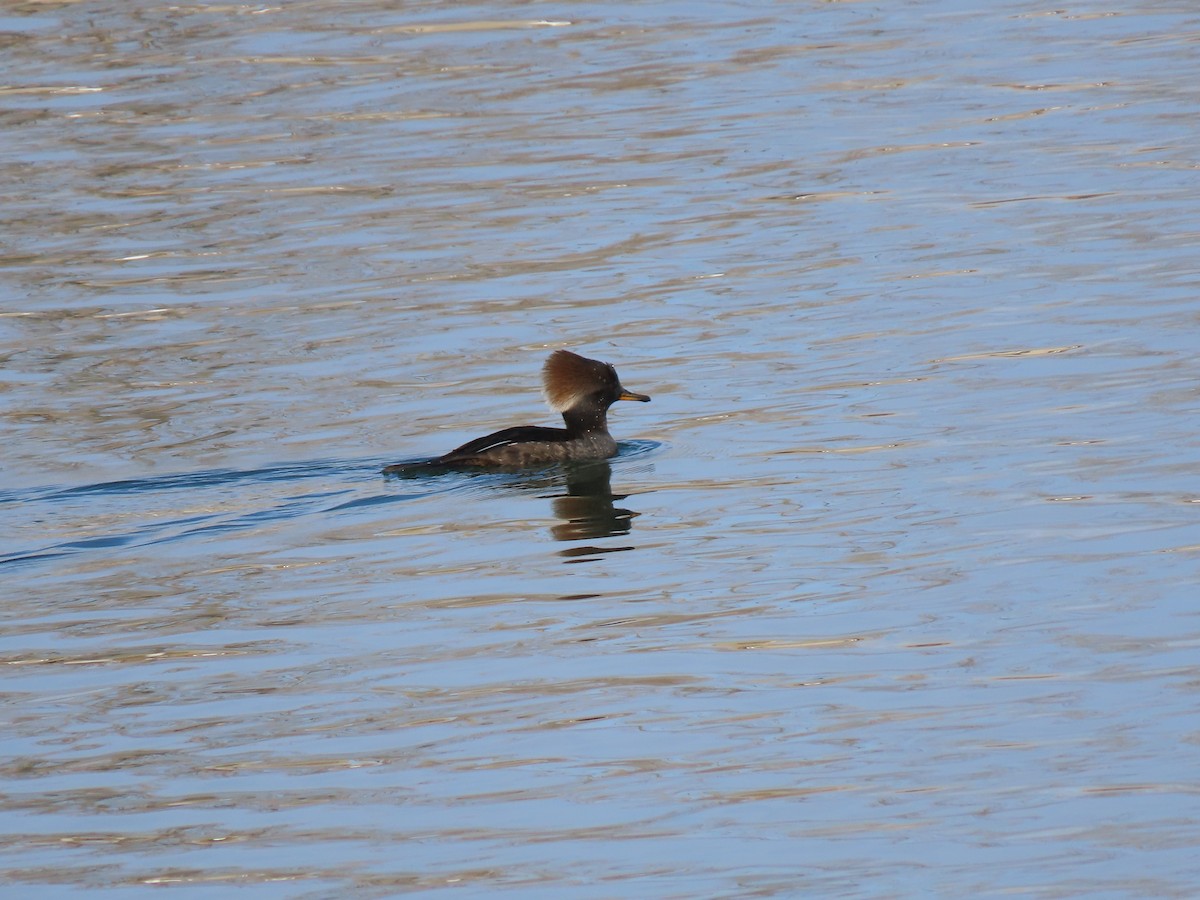 Hooded Merganser - ML291204591