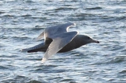 Glaucous Gull - ML291209701