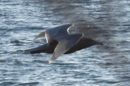 Glaucous Gull - ML291209721