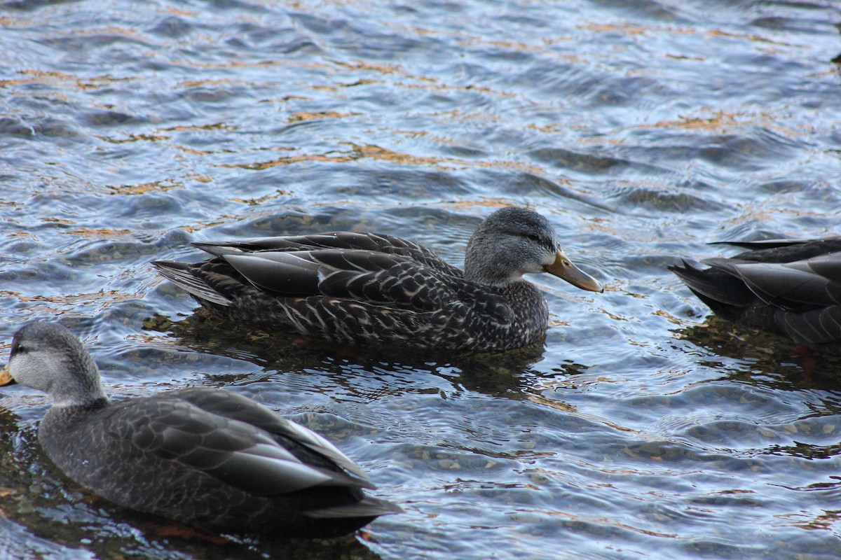 Mallard - Alexander Merrigan