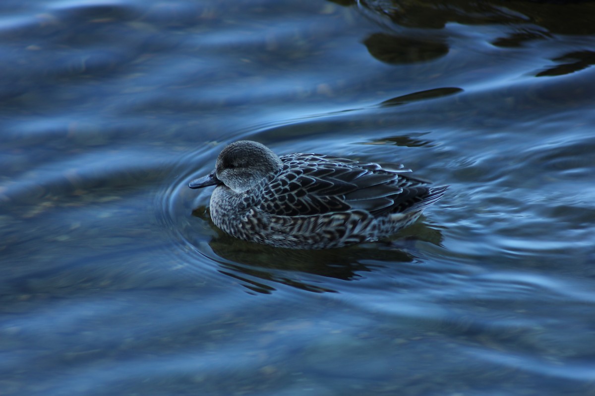 Ногоохон нугас - ML291211071