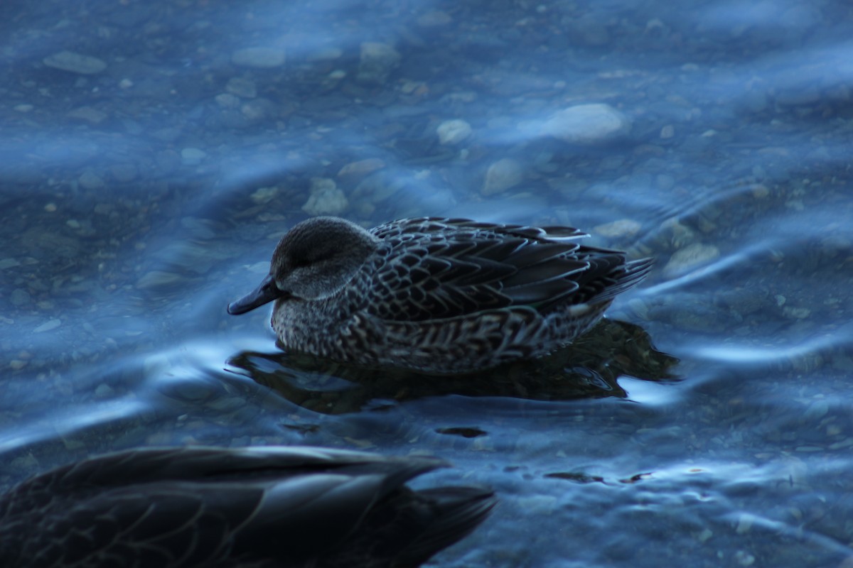 Ногоохон нугас - ML291211081