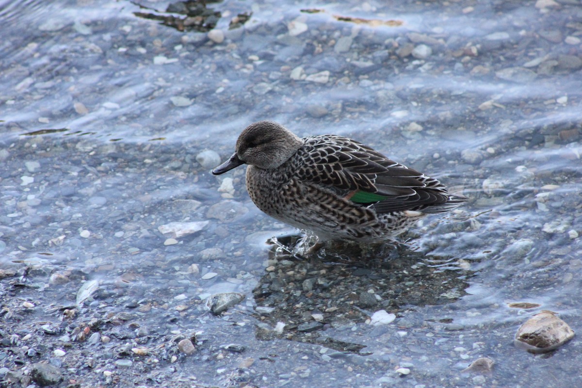 Ногоохон нугас - ML291211141