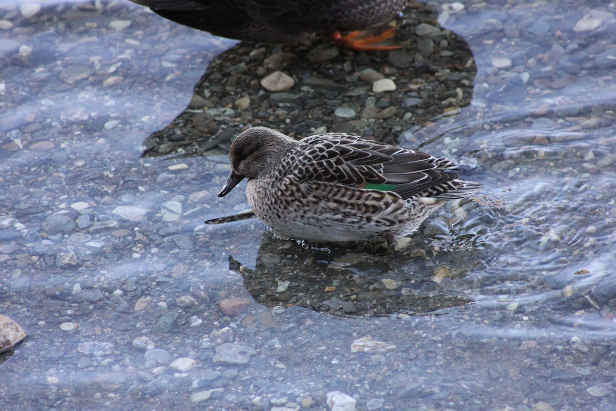 Ногоохон нугас - ML291211191