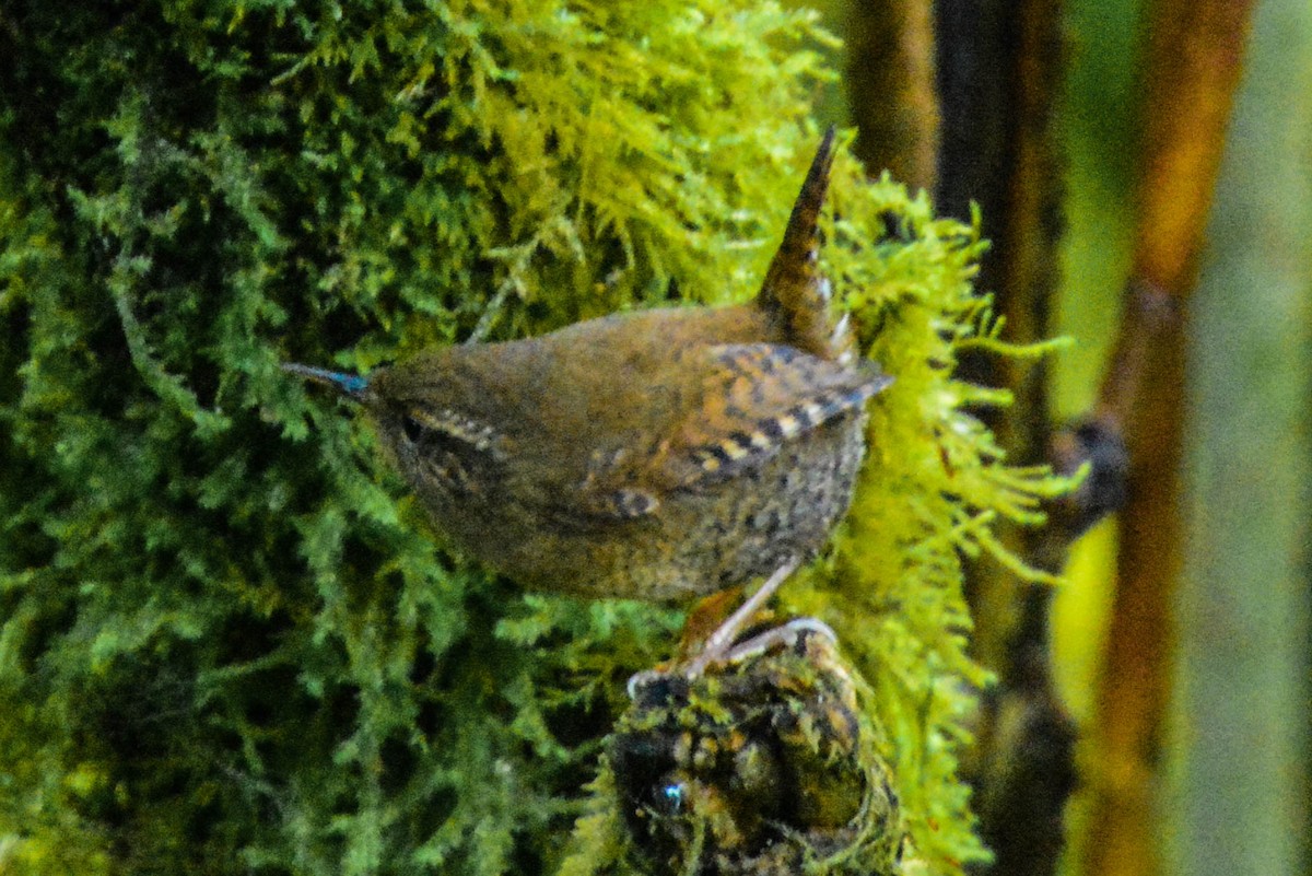 Pacific Wren - ML291211841