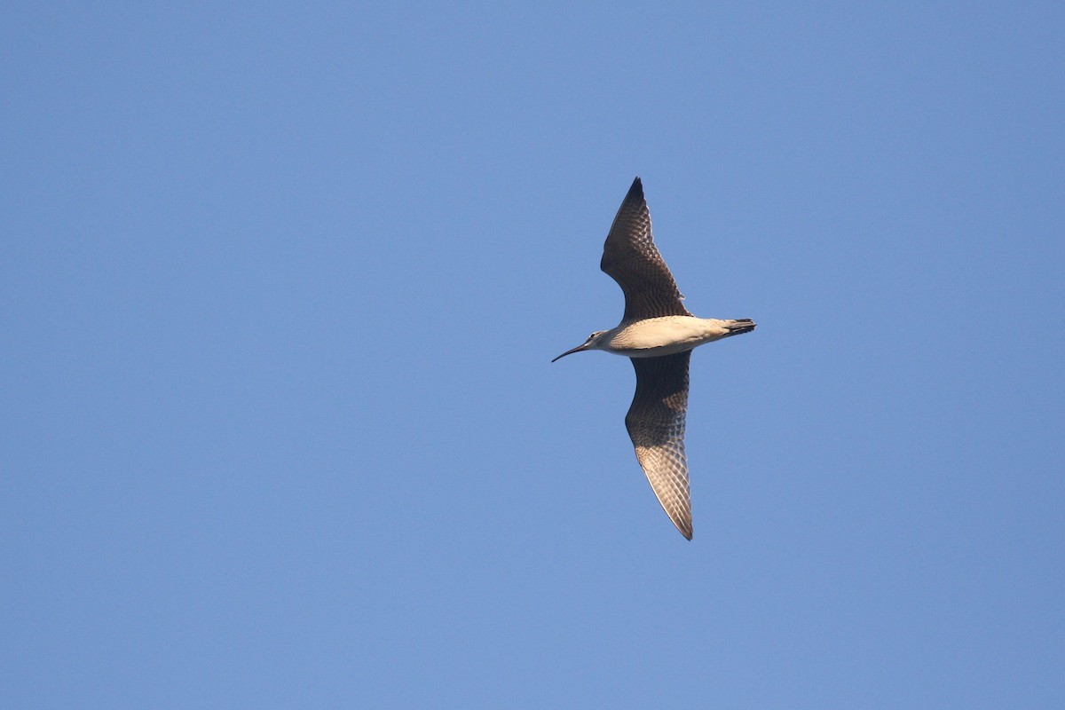 Whimbrel (Hudsonian) - Alex Lamoreaux