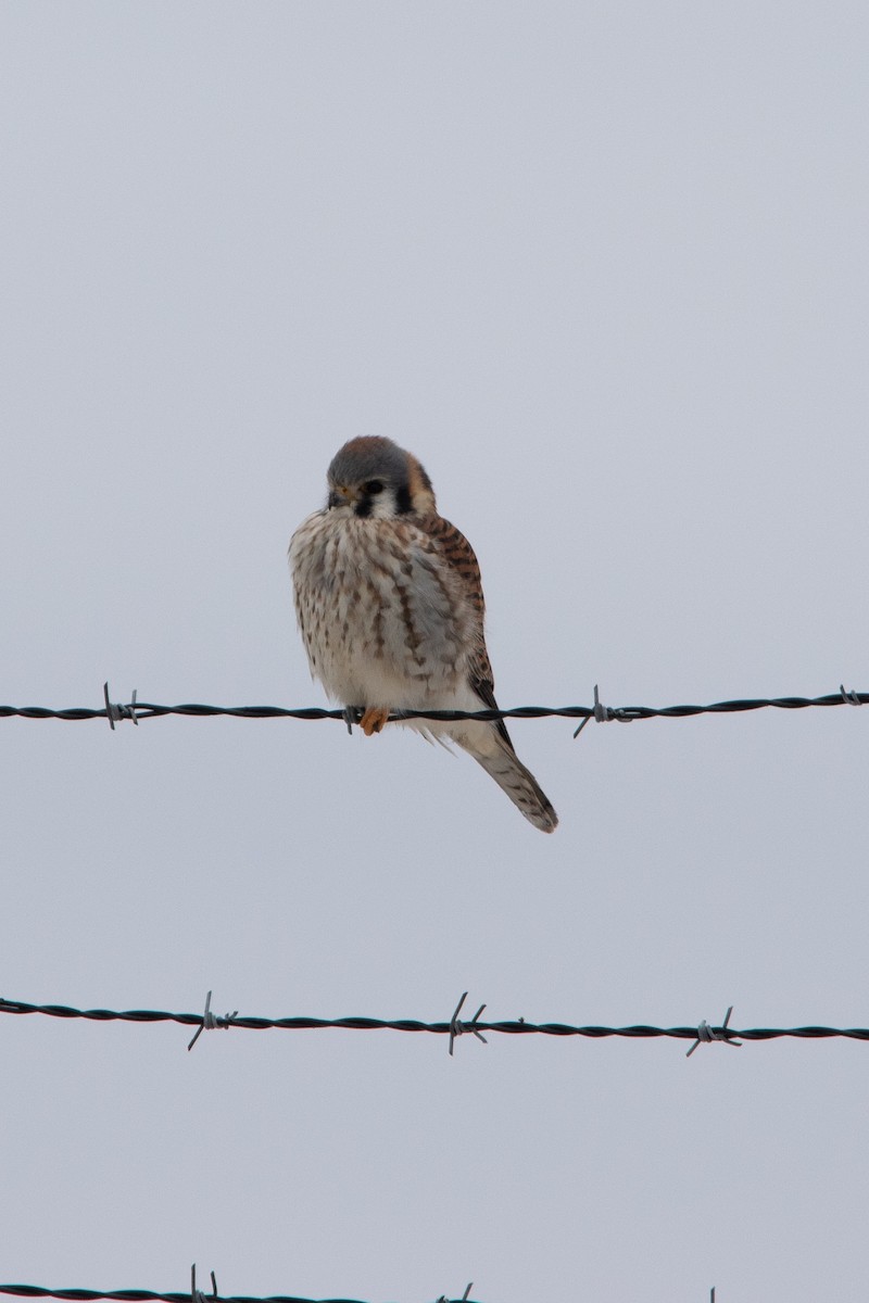American Kestrel - Clinton S. Boyd