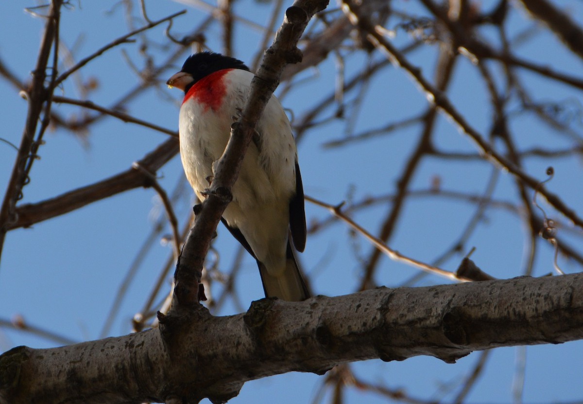 Rose-breasted Grosbeak - ML29121451