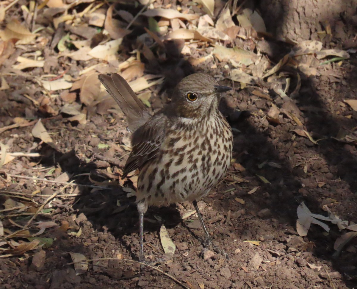 Sage Thrasher - ML291214601