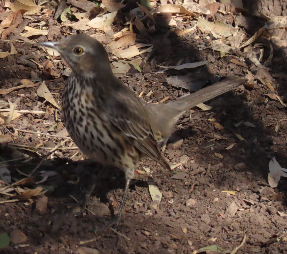 ウタイマネシツグミ - ML291214611