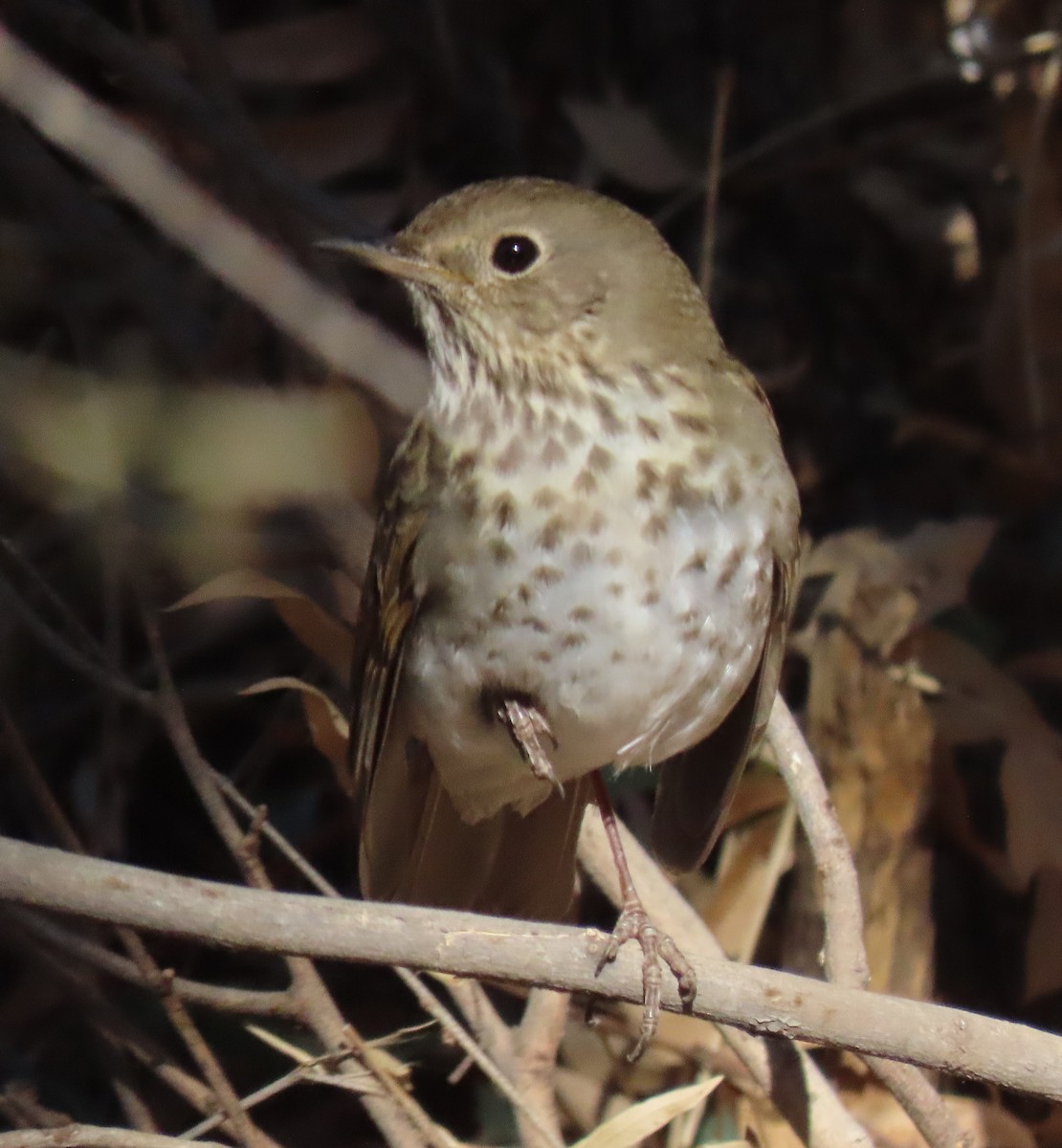 Hermit Thrush - ML291214651